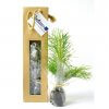 Plant D'arbre Dans Sac Kraft SACARBRE Résineux 2