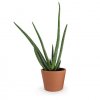 Plant D'Aloé Vera Dans Pot CALIENTE Terre Cuite