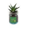 Mini Plante Dépolluante Dans Bocal Rétro En Verre BOCAUX DE PLANTES Autocollant Mini Plante Dépolluante Dans Bocal Rétro En Verre BOCAUX DE PLANTES Autocollant
