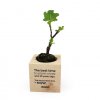 Plant D'arbre Ou Plante Dans Cube En Bois ARBRACUBE Arbre 2
