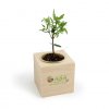 Plant D'arbre Ou Plante Dans Cube En Bois ARBRACUBE Petit Olivier