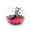 Bonsaï Dans Boule En Verre Promotionnelle BOX GRAND TERRARIUM