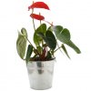 Grande Plante Dans Pot En Zinc Personnalisable Anthurium DECO
