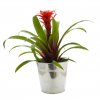 Grande Plante Dans Pot En Zinc Promotionnel Guzmania DECO