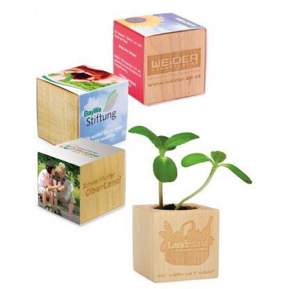 Kit De Plantation Dans Cube En Bois Publicitaire Petit Format CUBE BOIS