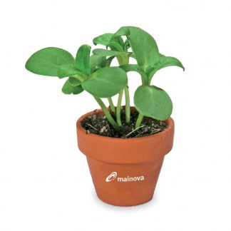 Kit de plantation dans pot en terre cuite avec pochette carton personnalisable - Pot marqué