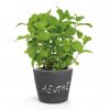 Kit De Plantation Promotionnel Dans Pot En Ardoise Poussé APERO Kit De Plantation Promotionnel Dans Pot En Ardoise Poussé APERO