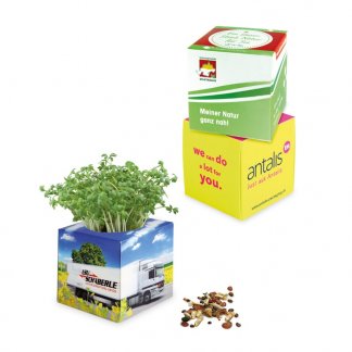 Kit de plantation promotionnel dans pot en polystyrène - CUBE VEGETAL