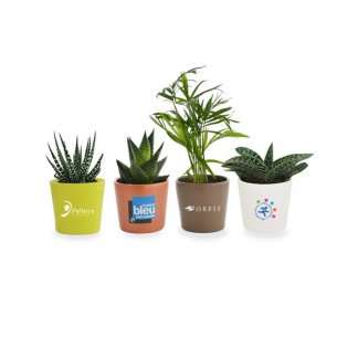 Mini plante dans pot en céramique personnalisable  - toutes couleurs - MINICERA