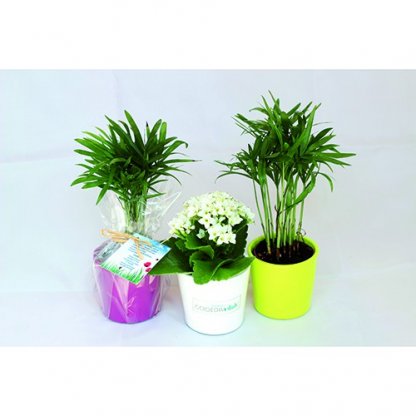 Mini Plante Dans Pot En Céramique Publicitaire 3 Plantes MINICERA