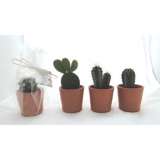 Mini plante dans pot en terre cuite publicitaire - cactus - MINIPOT