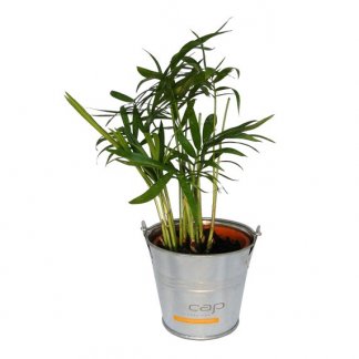 Mini plante dans pot en zinc personnalisé - Marquage cap MINIZINC