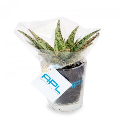 Mini Plante Dans Vase En Verre Promotionnel MINIVASE