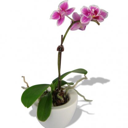 Orchidée Dans Pot Rond Publicitaire Ø6cm ORCHIDEE