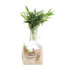 Plan D'arbre Dans Cube En Bois Promotionnel Palmier ARBRACUBE