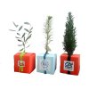 Plan D'arbre Dans Cube En Carton Publicitaire CUBE ARBRE