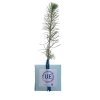 Plan D'arbre Dans Cube En Carton Publicitaire Cube Bleu CUBE ARBRE