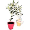 Plan D'arbre Dans Pot En Fibre De Bambou Publicitaire Feuillus TENDARBRE Plan D'arbre Dans Pot En Fibre De Bambou Publicitaire Feuillus TENDARBRE