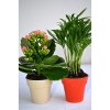 Plante Dans Pot En Bambou De Couleur Ø10cm 2 Plantes PLANTE DECO