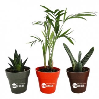 Plante dans pot en bambou de couleur personnalisé - marquage 1 couleur - PLANTE DECO