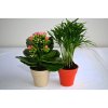 Plante Dans Pot En Bambou De Couleur Publicitaire 2 Plantes PLANTE DECO