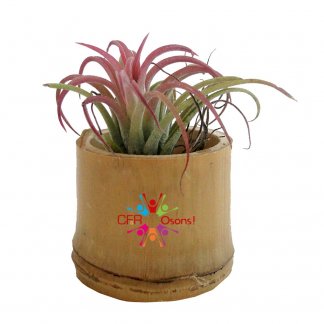 Plante dépolluante sans entretien dans pot en bambou publicitaire - avec adhésif quadri - TILLANDSIA