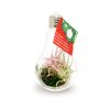 Tillandsia Dans Ampoule En Verre Personnalisable étiquette Carré AMPOULE VEGETALE