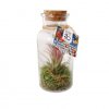 Tillandsia Dans Bouteille En Verre Promotionnelle BOUTEILLE VEGETALE