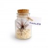 Tillandsia Dans Petite Bouteille En Verre Promotionnelle PETITE BOUTEILLE VEGETALE