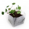 Kit De Plantation Dans Sachet étanche Autoportant KIT POCKET COCO Poussé Kit De Plantation Dans Sachet étanche Autoportant KIT POCKET COCO Poussé