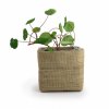 Kit De Plantation Dans Sachet étanche Et Cache Pot En Jute COCO JUTE Poussé