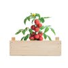Kit De Culture De Tomates TOMATO Tomates Kit De Culture De Tomates TOMATO Tomates