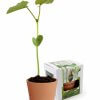 Kit De Plantation Avec Graine Gravée KITMAGIC 3 Eme