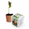 Kit De Plantation Avec Graine Gravée KITMAGIC Principal