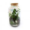 Terrarium Tropical Avec Plusieurs Dimensions TERRATROPIC Luxe