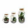 Terrarium Tropical Avec Plusieurs Dimensions TERRATROPIC Principal