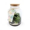 Terrarium Tropical Avec Plusieurs Dimensions TERRATROPIC Xl