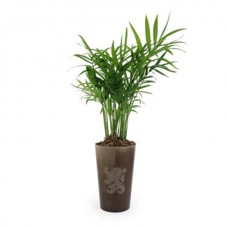 Grande plante personnalisable dans gobelet en lin - GOB'LIN L