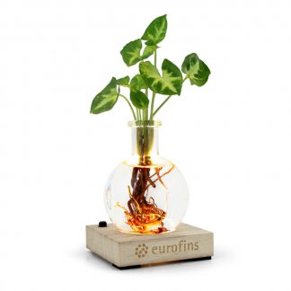 Plante publicitaire dans vase avec socle lumineux - SCIENCE