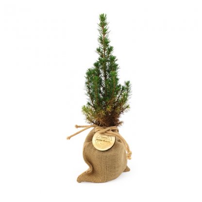 Sapin Dans Pochon Jute WINTER Photo Principale