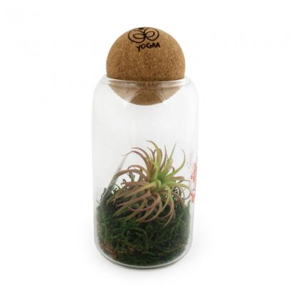 Terrarium De Tillandsia Avec Boule En Liège LANDSIA Avec Gravure Sur La Boule Liège