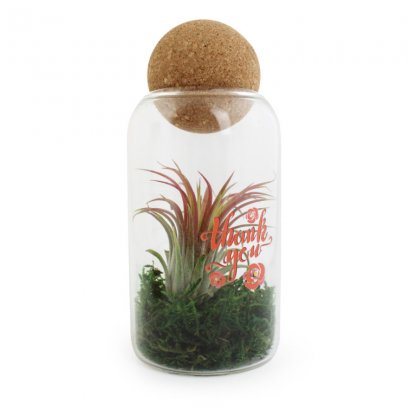 Terrarium De Tillandsia Avec Boule En Liège LANDSIA Avec Marquage Sur Verre