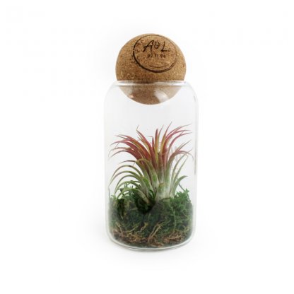 Terrarium De Tillandsia Avec Boule En Liège LANDSIA Photo Principale