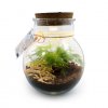 Terrarium Lumineux Avec Couvercle En Liège LED Deuxième Variété