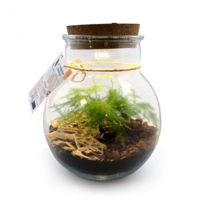 Terrarium Lumineux Avec Couvercle En Liège LED Deuxième Variété