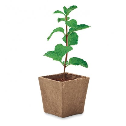 Kit De Plantation Graines De Menthe MINT KIT Plantation